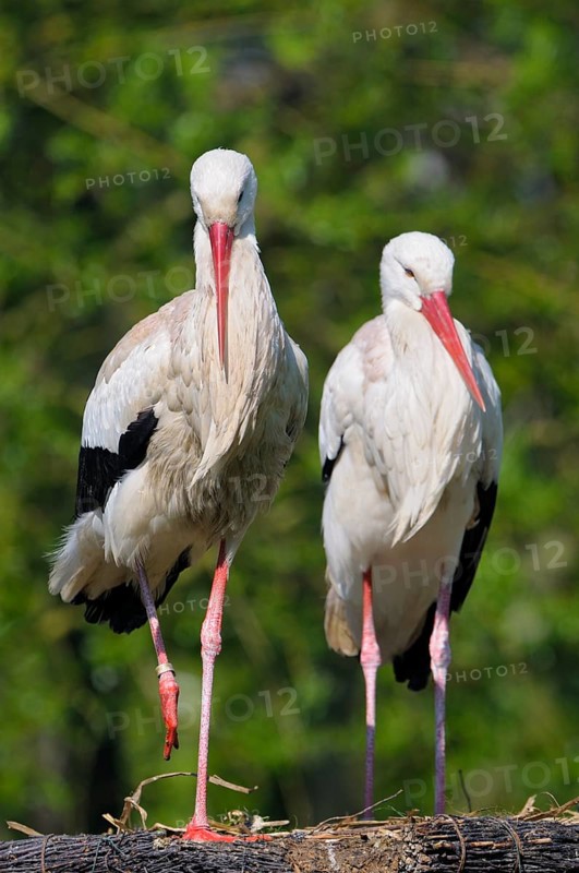 White stork