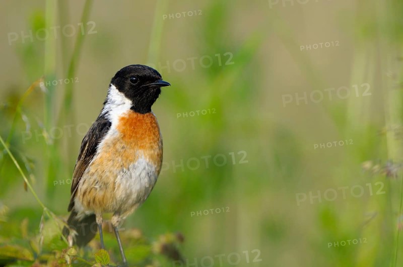 Stonechat