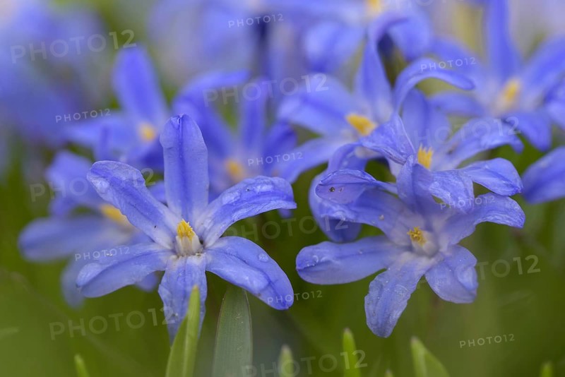 Two-leaved blue star