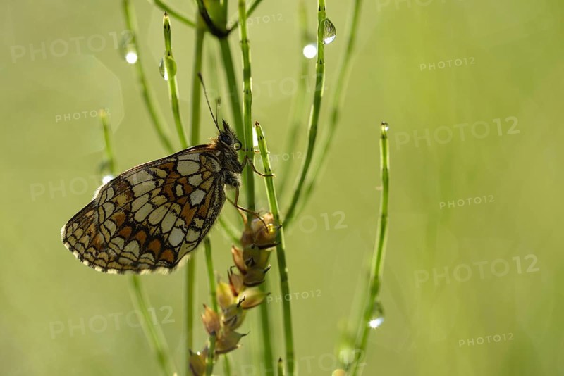 Common fritillary