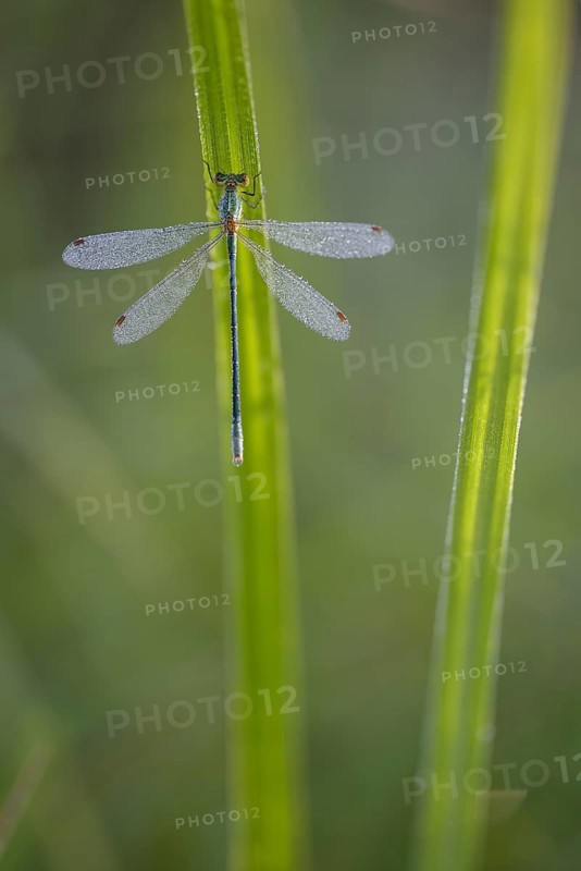 Common rush damselfly