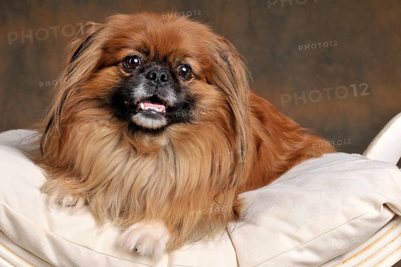 Male dog