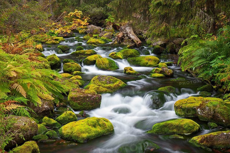 Mossy boulders in Njupan stream