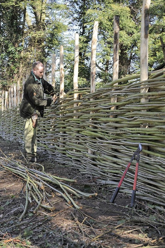 Man constructing traditional wattle willow-weave fence