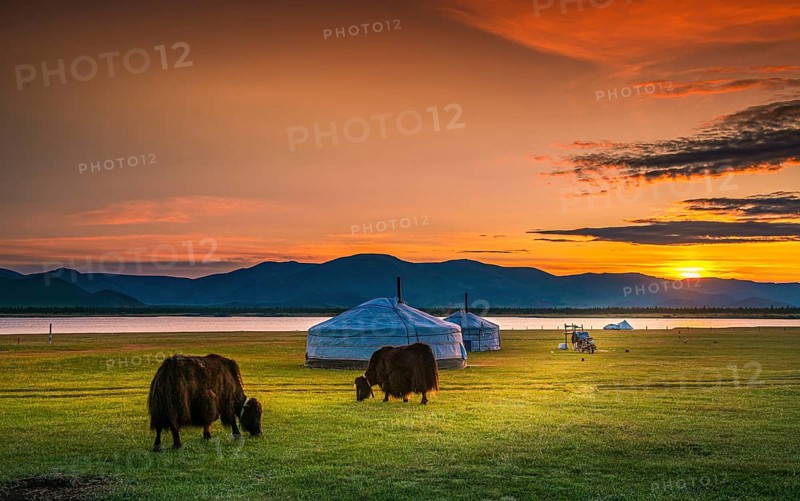 Yaks grazing in front of Ger