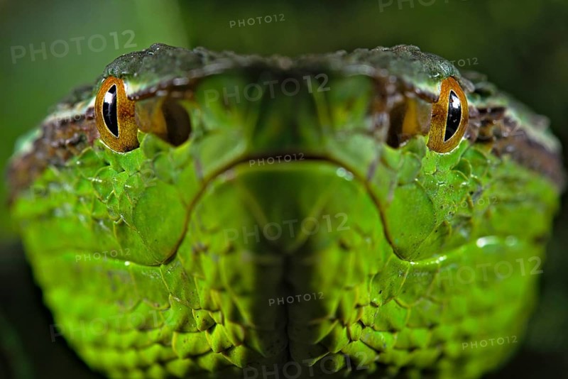 North Philippine Temple Pit Viper