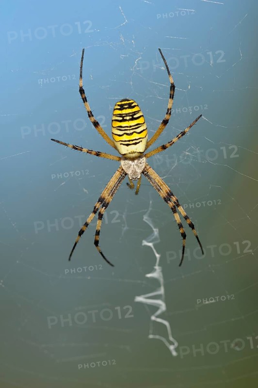 Wasp spider