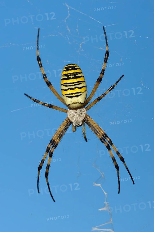 Wasp spider