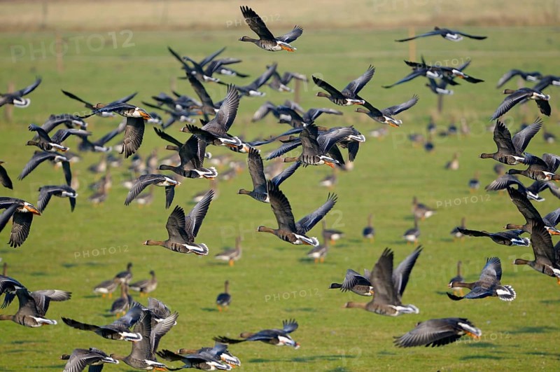 White-fronted Geese