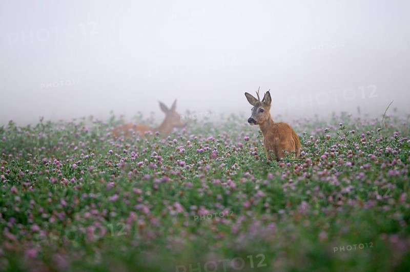 Roe deer
