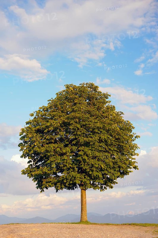 Horse chestnut