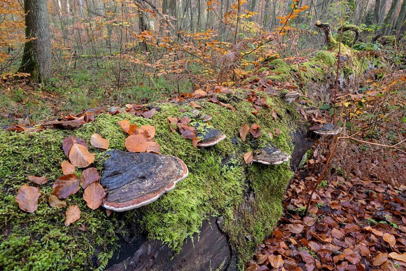 Tree fungi on a dead beech trunk