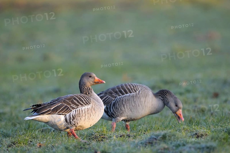 Greylag goose