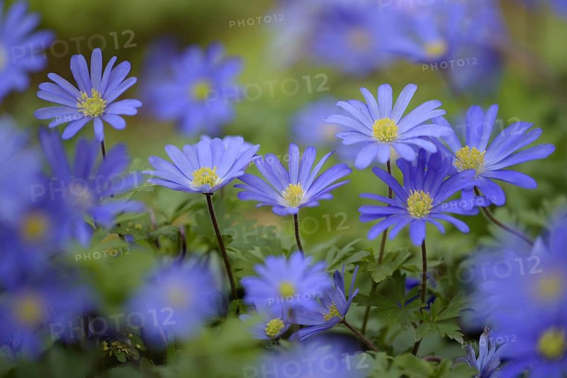 Balkan anemone