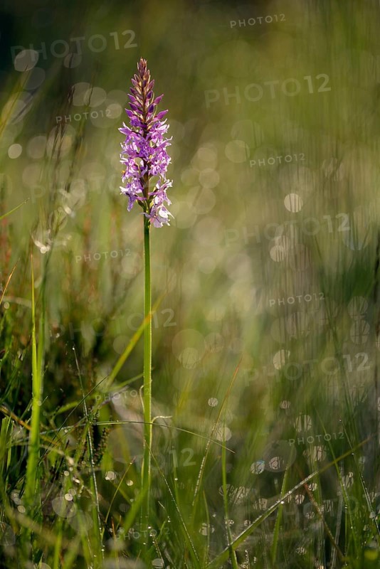 Fox orchid