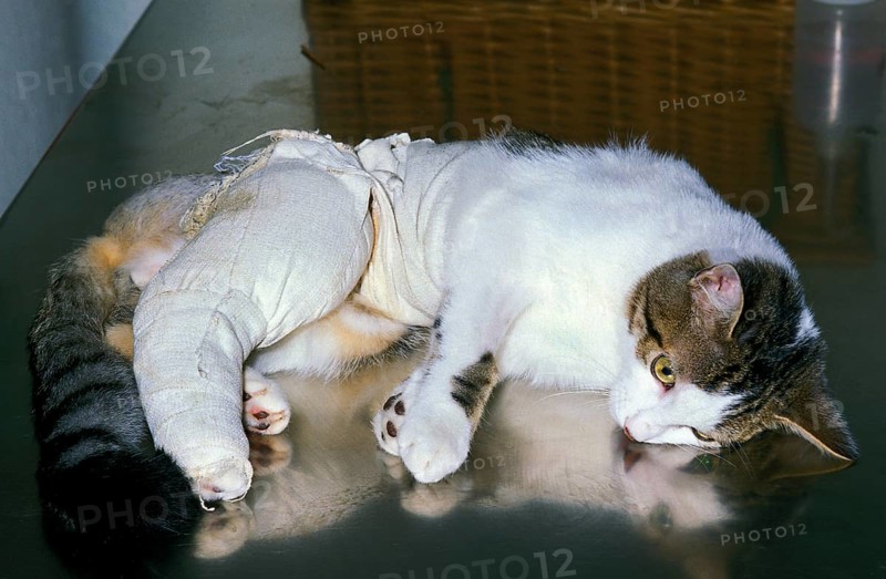 HOUSE CAT WITH A BANDAGED PAW