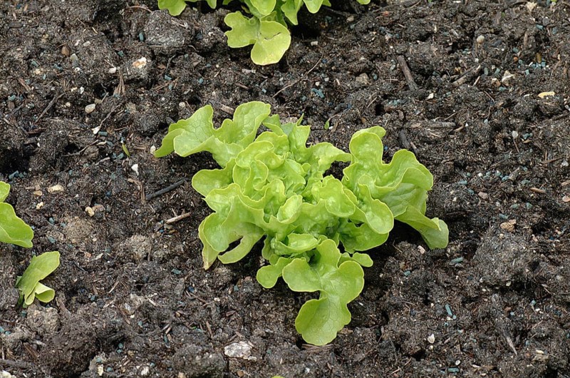 Lettuce