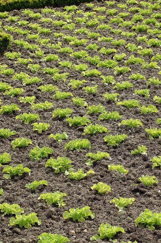 Lettuce
