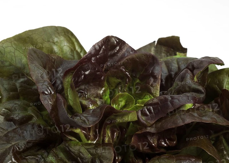 French lettuce called Rougette