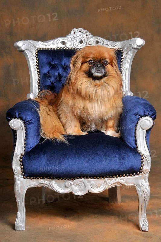 Male dog