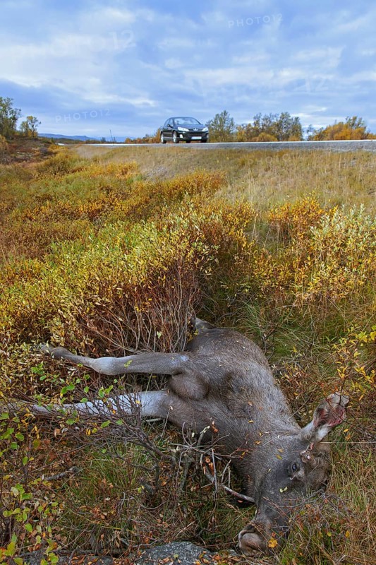 Elk