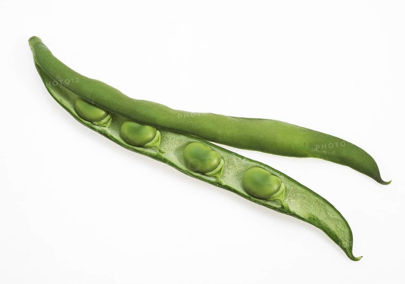 Fava Bean