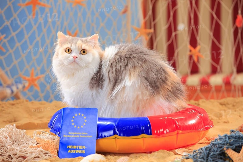 British longhair cat