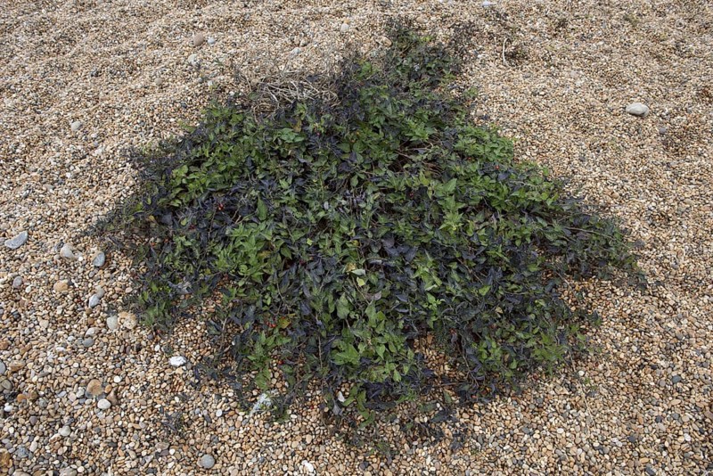Woody Nightshade