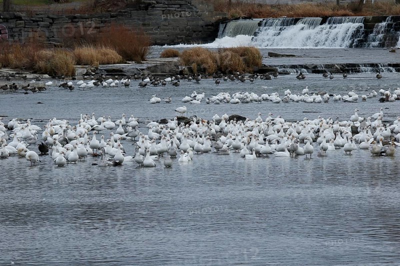 Snow geese
