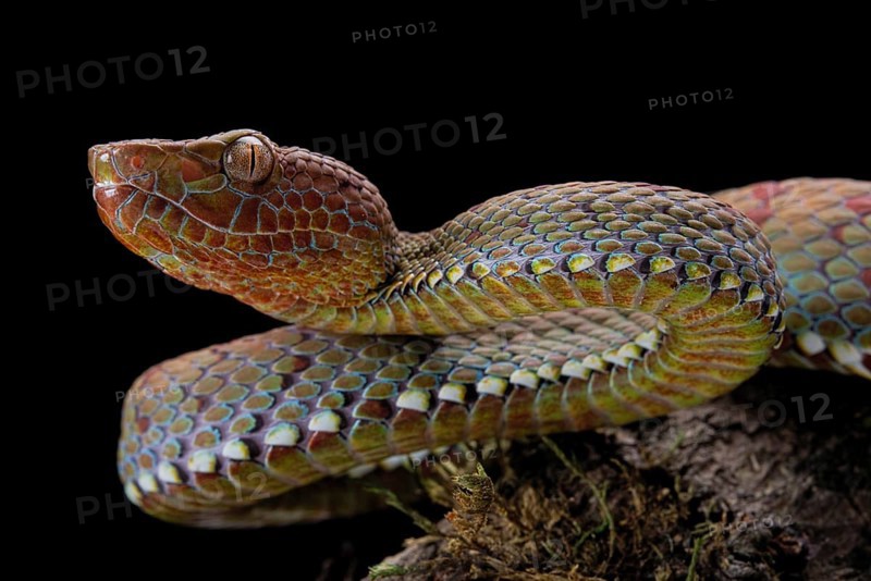 Philippines PitViper