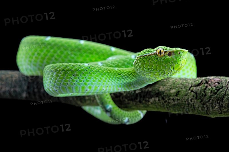 North Philippine Temple Pit Viper