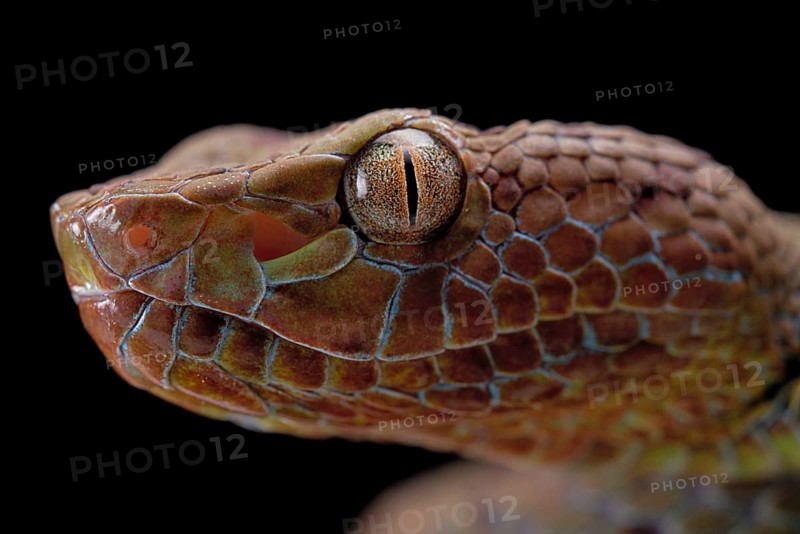 Philippines Pit Viper