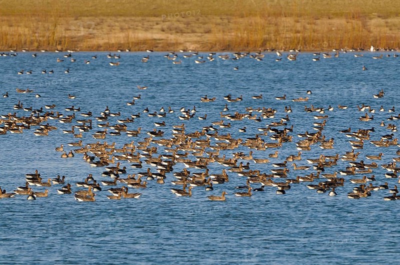 White-fronted Geese