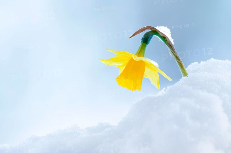 Yellow wild daffodil