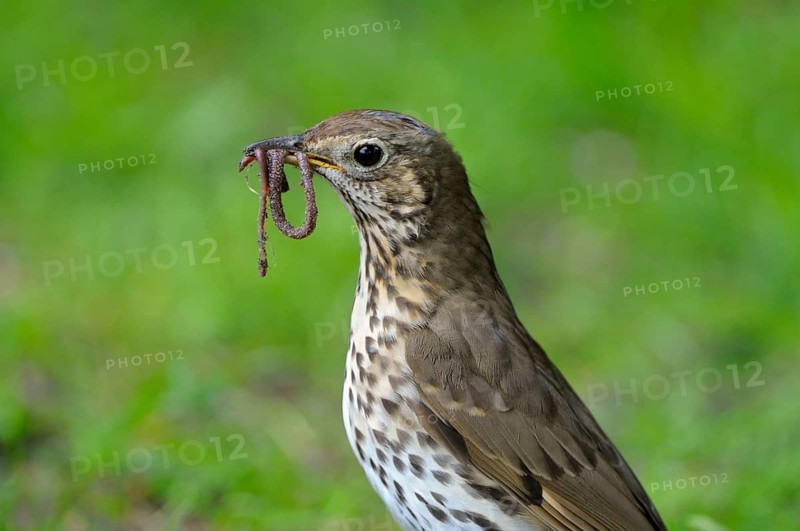 Song thrush