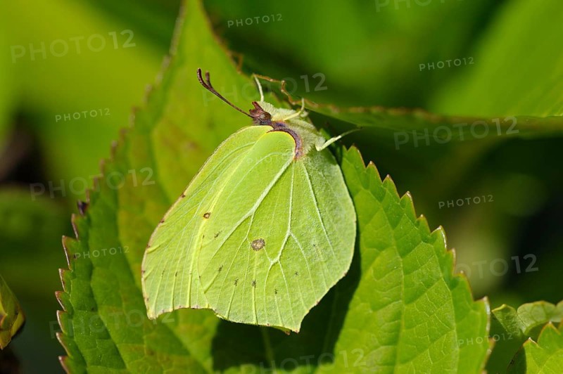 Lemon butterfly