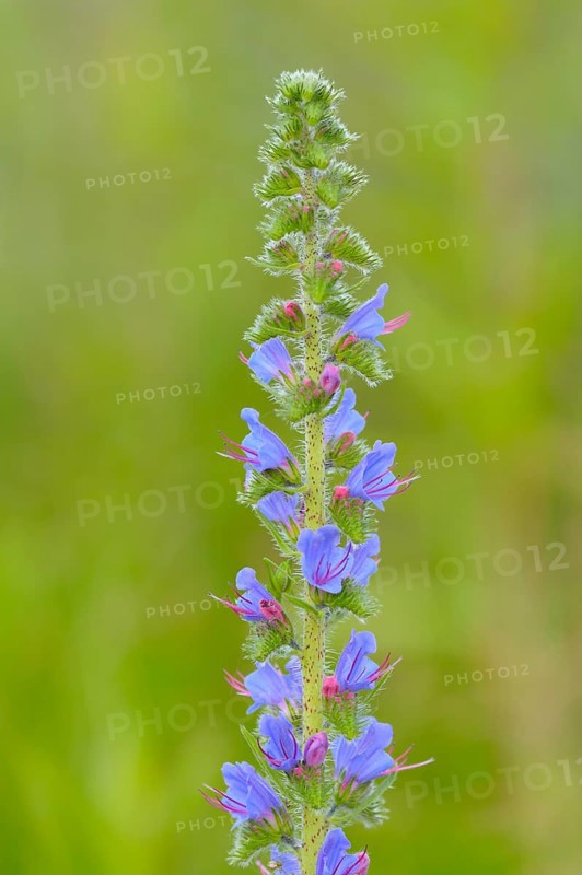 Common viper's bugloss