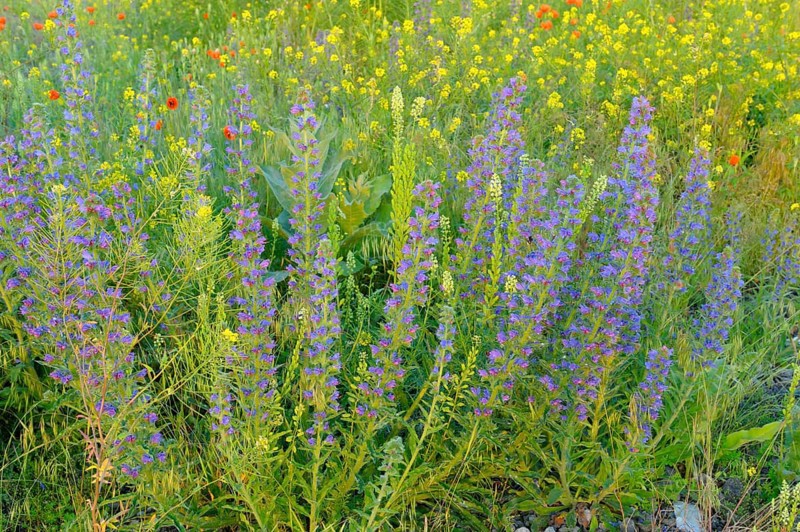 Common viper's bugloss