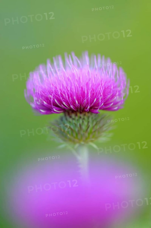 Way thistle