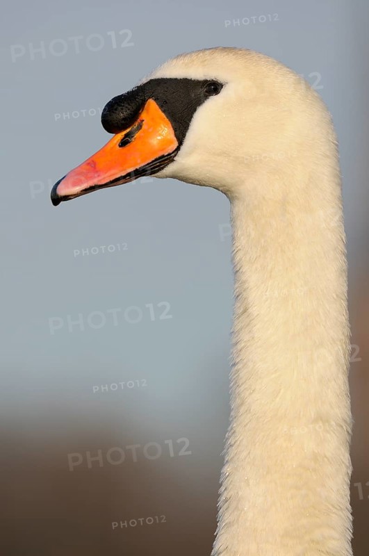 Mute Swan
