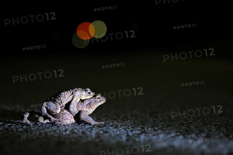 Common toad