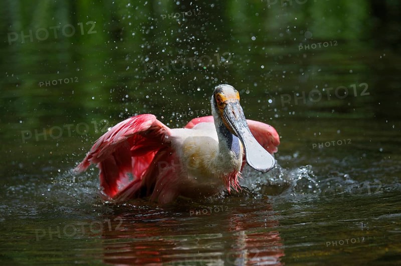 Roseate spoonbill