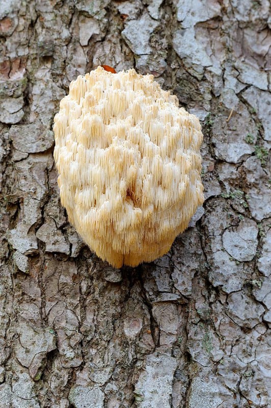 Fir spiny beard