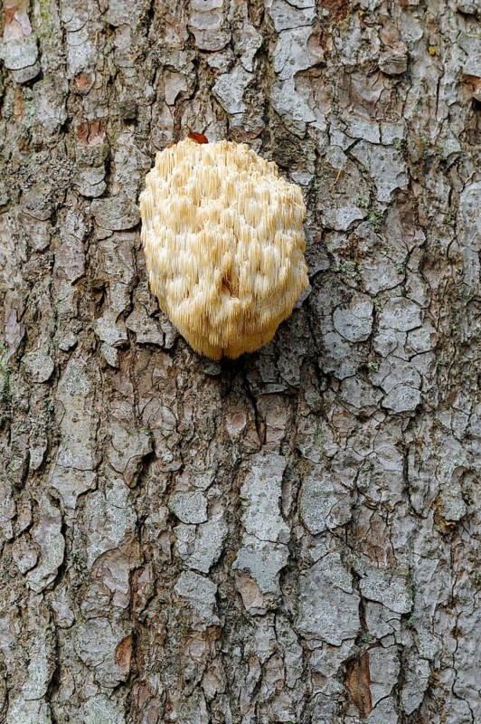 Fir spiny beard