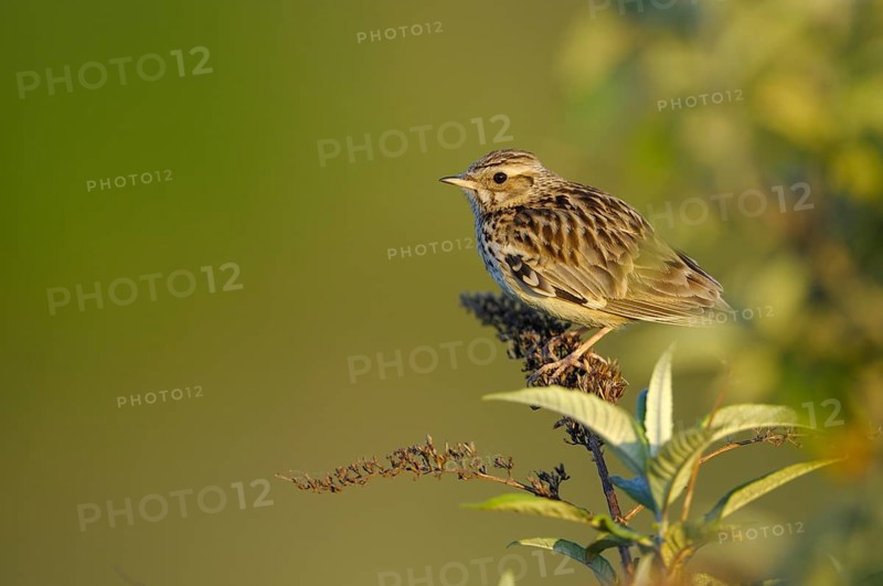 Woodlark