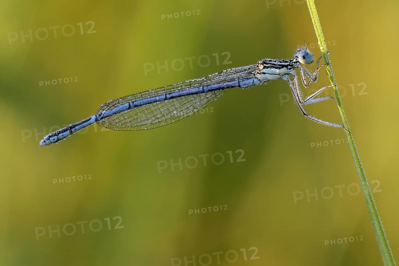 Blue damselfly