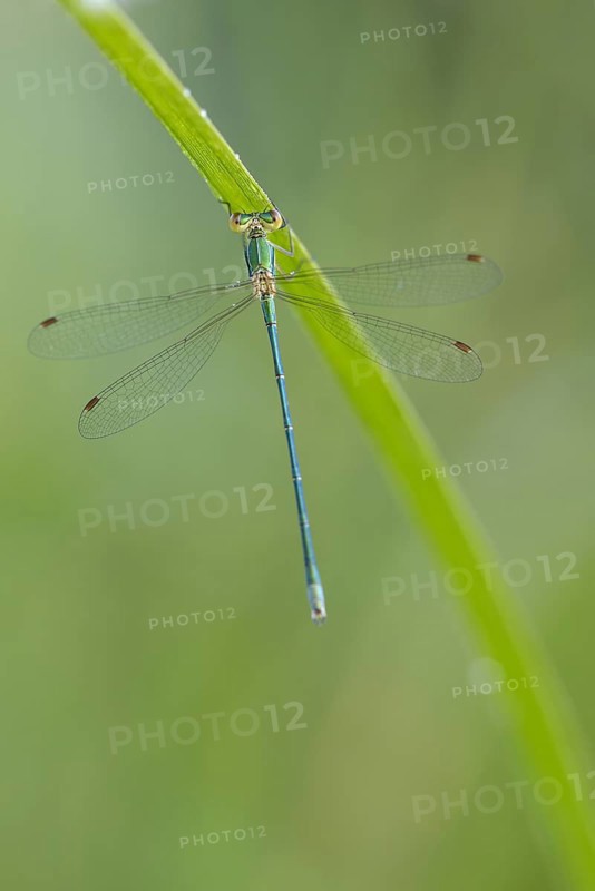 Common rush damselfly