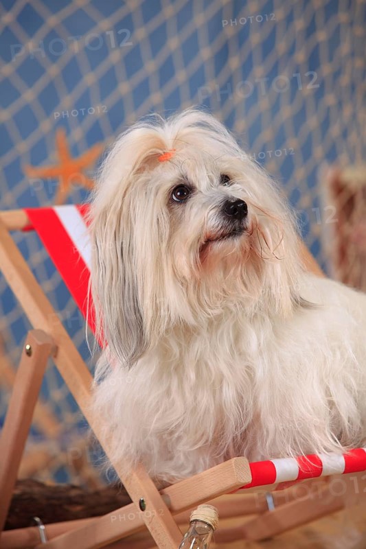 Coton de Tulear