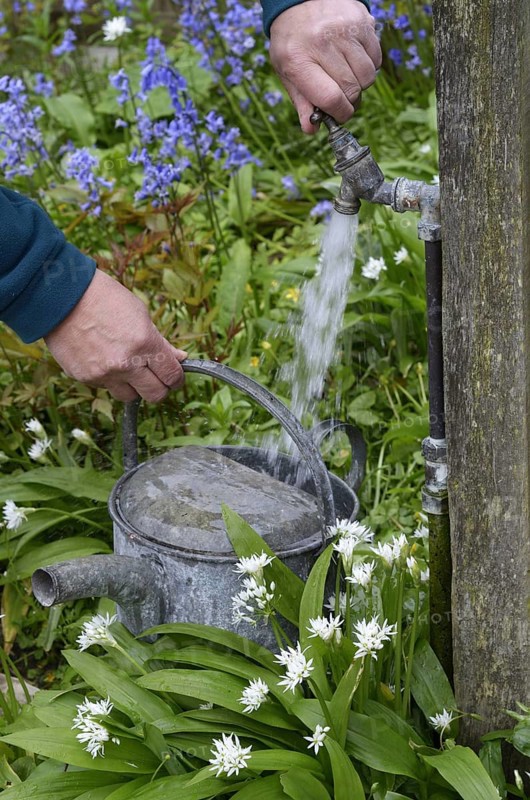 Gardener filling metal watering can from garden tap