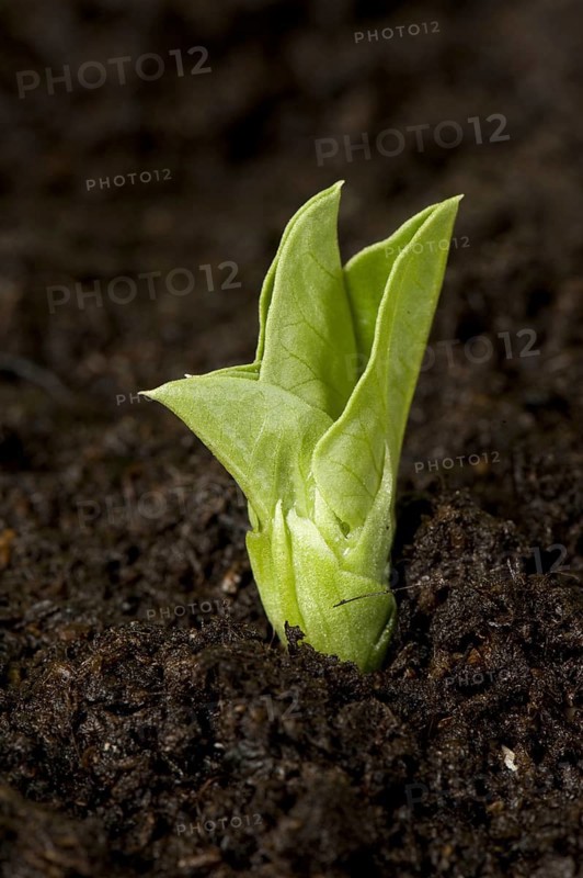 Fava bean